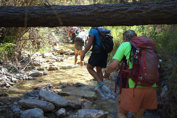 hikers walking in a stream duck to pass below a fallen tree