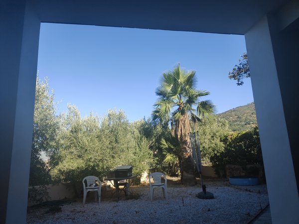 Some white walls frame a pleasant image of green olive trees, a large palm tree and clear blue skies