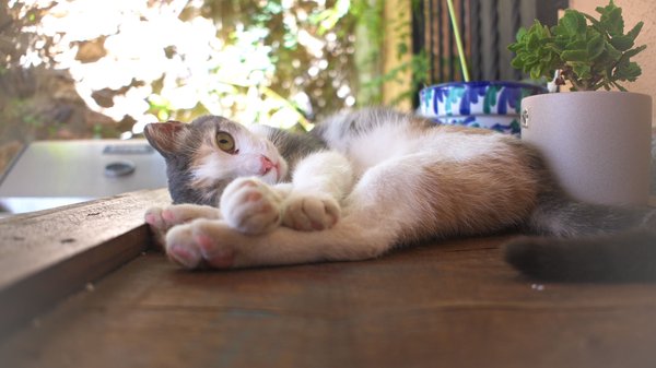 A small brown and white cat is curled up on a wooden bench. To the right is a small plant in a bowl.
