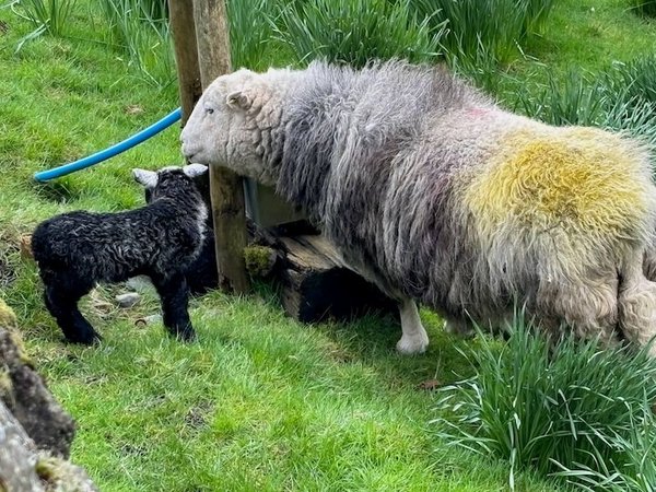 Can never get lambs to look the right way.