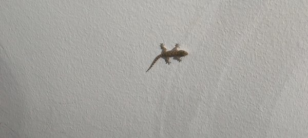 a small lizard on the office wall