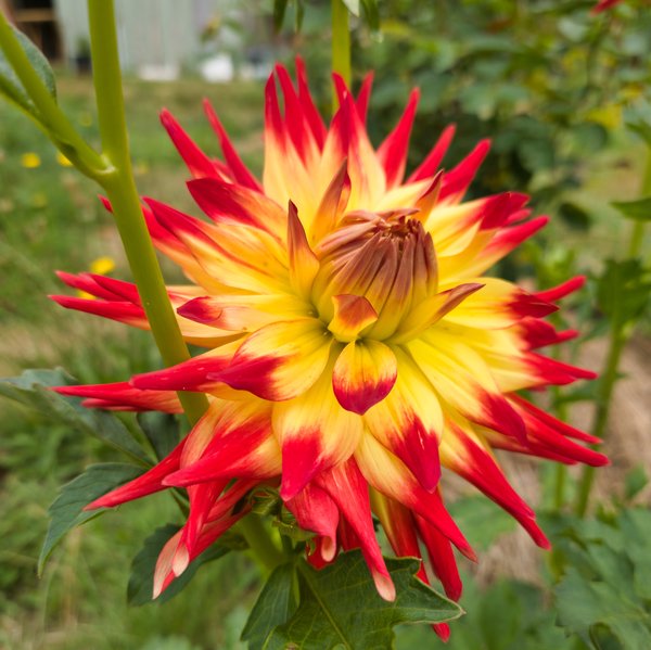 A close-up of a vibrant dahlia flower with pointed petals that transition from bright yellow at the base to vivid red at the tips. The bloom is fully open with tightly layered petals radiating outward, set against a soft-focus green garden background.