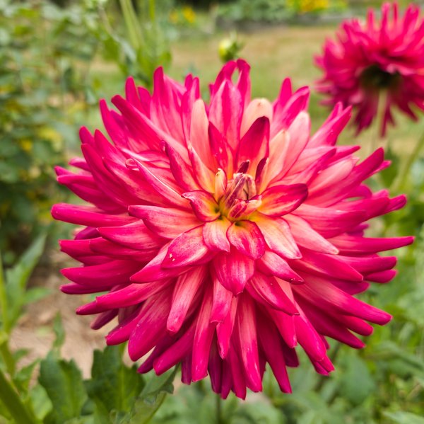 A close-up of a bright magenta-pink dahlia with densely layered, pointed petals that fade to lighter pink near the center. The flower is fully bloomed and photographed against a soft-focus green garden background, with another pink dahlia blurred in the distance.