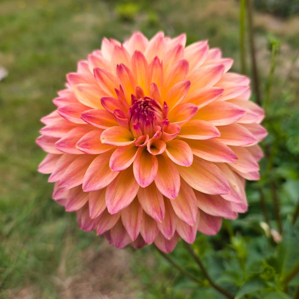 A fully bloomed dahlia with dense, rounded layers of petals in warm tones—soft peach and apricot fading to salmon-pink with deeper magenta tips near the center. The tightly clustered core shows burgundy-purple stamens. Blurred green garden foliage forms the background.