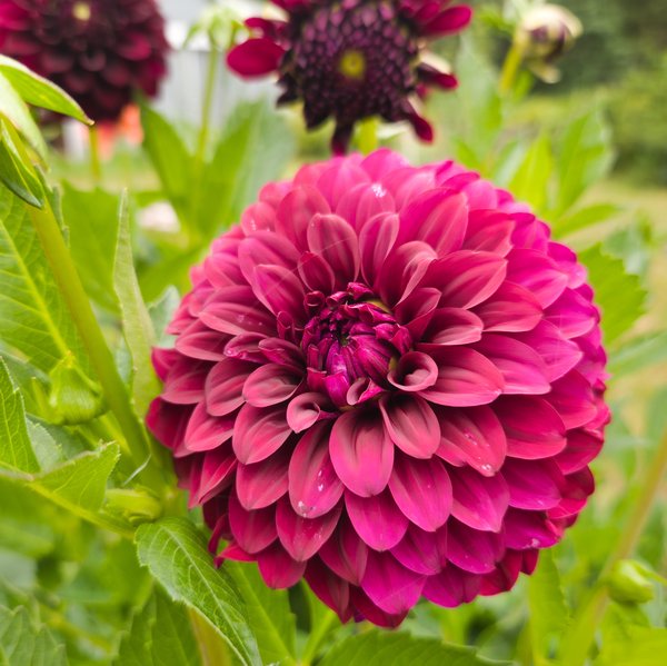 A spherical deep magenta-pink dahlia with perfectly rounded, tightly packed petals forming a ball-like shape. The petals have a smooth texture with subtle color variations from brighter pink edges to deeper purple tones in the center. Bright green foliage surrounds the bloom, with dark burgundy dahlias visible in the blurred background.