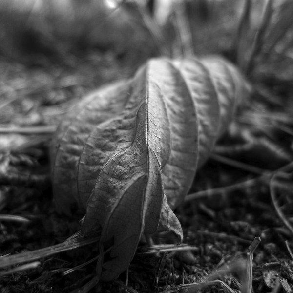 A square black and white photo of a single foliage that got dry and wrinkled, laying in the grass.