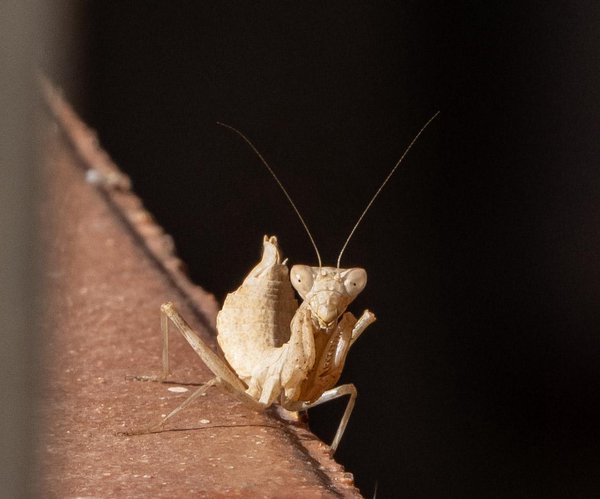 A strange insect on a wall (mantis). Pale yellow with two small antenna