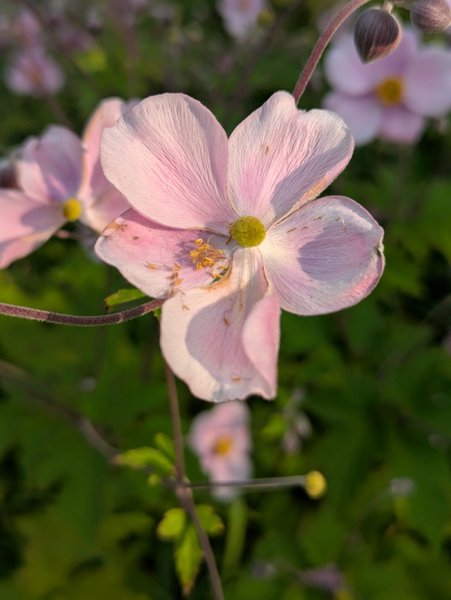 Close up photo of a pink flower with low sunlight raking across highlighting textures and casting soft shadows.