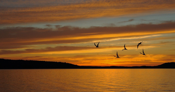 Birds flying in a sunset over a lake