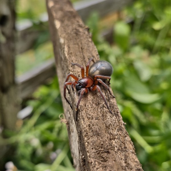 Close-up photo of a west coast lace weaver spider resting on a weathered wooden stake in a garden. The spider has glossy reddish-orange legs and head, and a large, rounded, silvery-grey abdomen held upright. Green foliage blurs softly in the background.