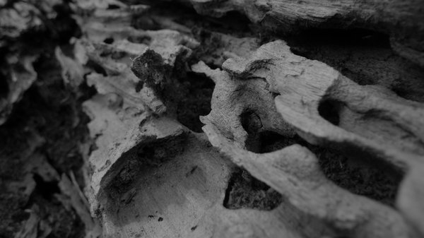 The macro photo makes a piece of wood like an abstract photo.