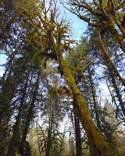 A low-angle view of moss-covered trees in the Hoh Rainforest. Thick green moss coats the leaning trunk and arching branches of a bigleaf maple, with tall evergreens and patches of blue sky behind.