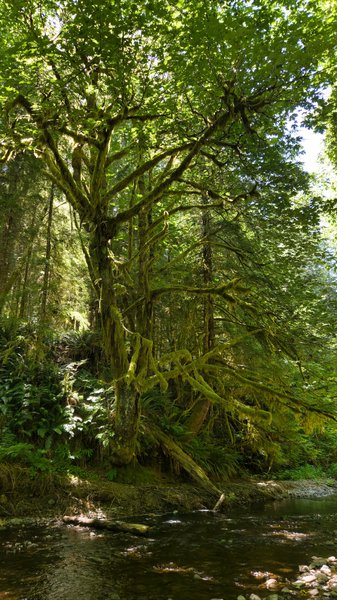 Looking up at a large maple tree beside a creek, its sprawling branches thickly covered in green moss, with bright sunlight filtering through the dense leafy canopy onto ferns and gravel along the bank.