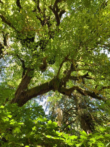 View straight up into the canopy of a moss-draped bigleaf maple, sunlit green leaves radiating outward from thick lichen-covered branches against patches of blue sky.