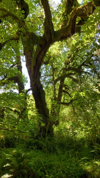 A massive, gnarled maple trunk wrapped in dark moss rises from a lush forest floor of ferns, surrounded by tall maple and fir trees in bright summer light.