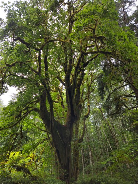 A tall moss-covered maple dominates the frame, its twisting branches draped in green moss spreading beneath an overcast sky, with slender alder and fir trunks filling the misty forest behind.
