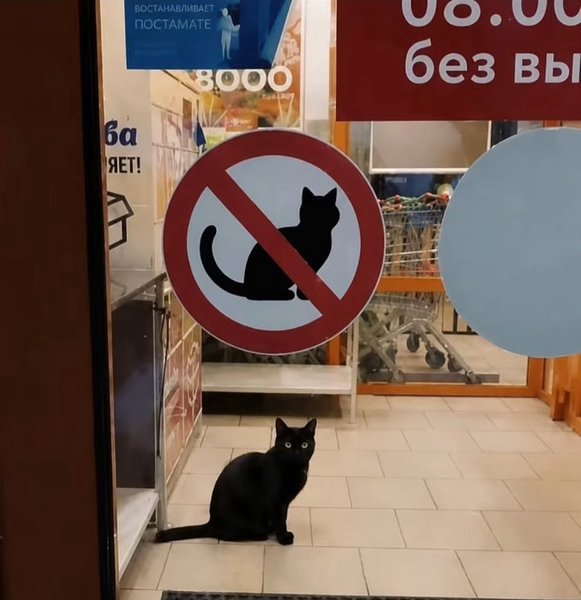 Meme with a "No Cats Allowed" sign in a shop window and inside a black cat similar to the one in the sign.