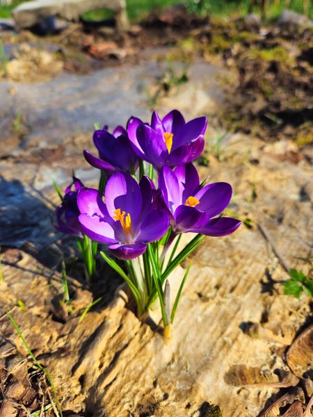 Purple crocuses with orange stamens bloom through cardboard sheet mulch in bright sunlight.