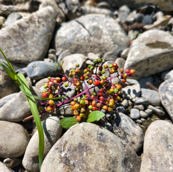 A cluster of unripe elderberries lies on smooth gray creek stones in bright sunlight. The berries are a mix of green, yellowish-orange, and red, attached to vivid magenta stems. A single blade of green grass crosses diagonally beside them; the rocky creek bed fills the sunlit background.