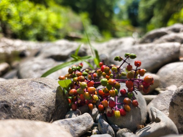 A close-up, ground-level view of an unripe elderberry cluster resting among rounded river rocks. Green and red-tinged berries branch from dark reddish-purple stems, with a few small green leaves nearby. Blurred sunlit foliage glows in the background under a strong, shallow depth of field.