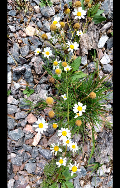 Flowers (like daisies) working their way through rocks.