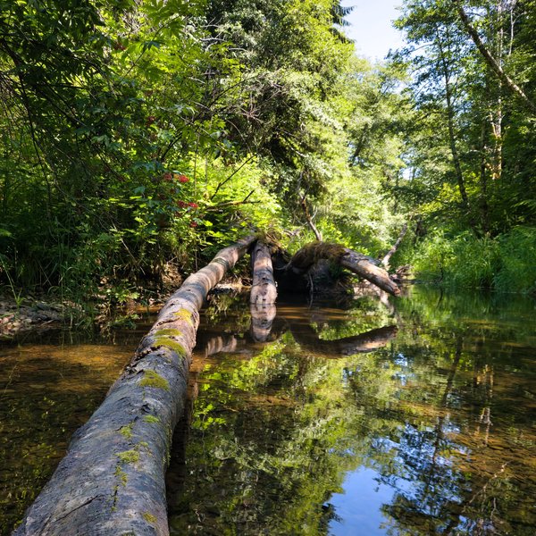 A square-cropped close-up of a mossy fallen log extending diagonally from the bottom left corner into a shallow creek. The tight framing emphasizes the texture of the bark and the clarity of the water below, creating an immersive perspective.