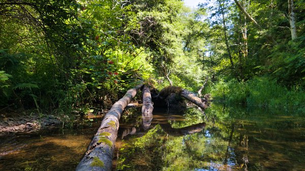A wider, landscape-oriented version of the same scene. This crop includes more of the surrounding forest canopy and riverbanks, placing the fallen log within the broader context of the lush green woodland environment.