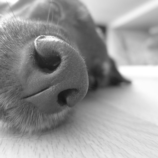 My dog lies on the floor, showing his nose in a close-up photography. Square photo in black and white.