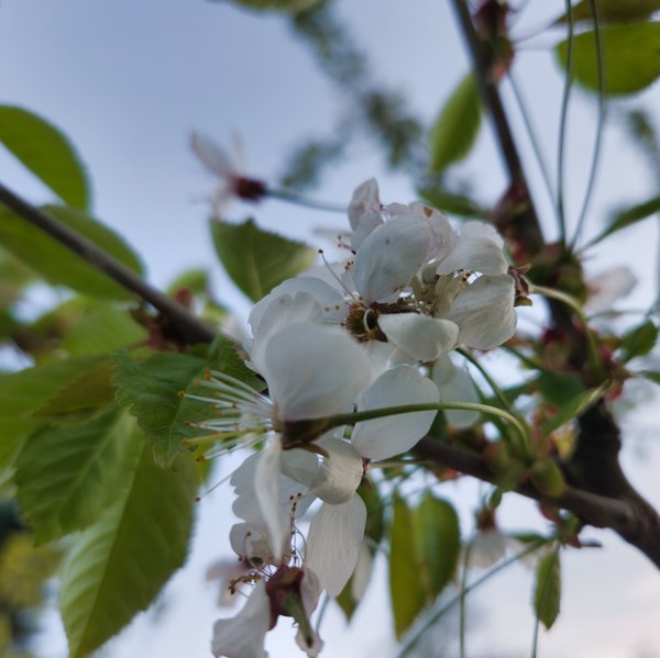Close-up of white wild cherry blossoms on a branch with fresh green leaves against a pale blue sky. Multiple delicate flowers with five petals each are visible, with prominent stamens in the center. The shallow depth of field creates a soft, blurred background.