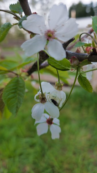 A small white crab spider camouflaged among the petals of a white wild cherry flower. The spider is positioned on one of the lower hanging blooms, nearly blending in with the white petals. A small black insect (possibly a fly or bee) is visible nearby on the flower. Green leaves and additional blossoms surround the scene with a soft, out-of-focus grassy background.