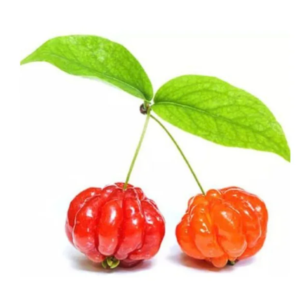 Pitanga, fruta nativa