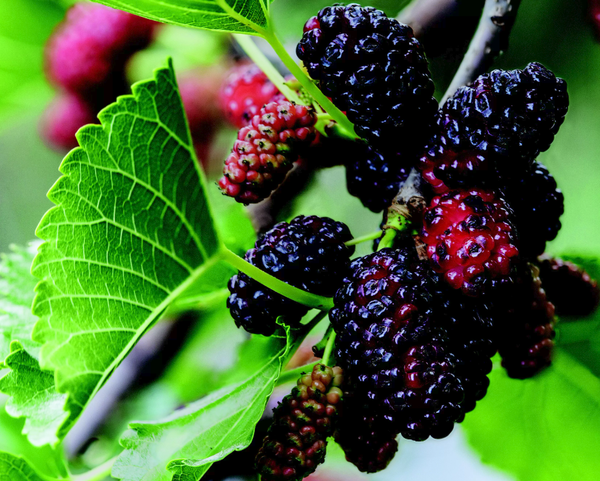 Amora, fruta exótica trazida da China