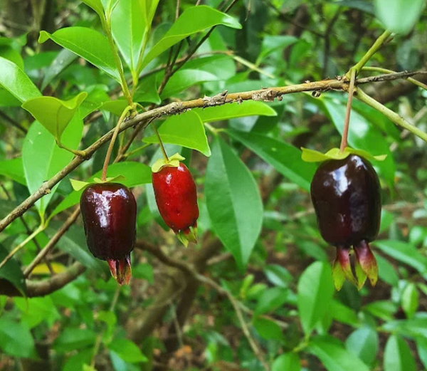 Cereja gaucha, fruta nativa do Sul do Brasil e Uruguai introduzida com sucesso na região Sudeste