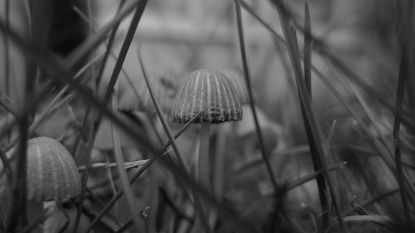 Panoramic photo in black and white tones of a little mushroom that grows within a patch of grass, together with some other mushrooms around it.