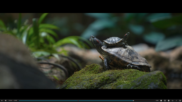 Turtles live in this wilderness - yes, within the hospital, isn't it great?
