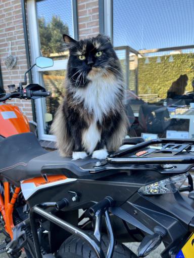 Testing out media with this cat on a motorcycle