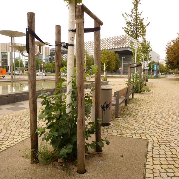 Mehrere junge Bäume, mit weißen Stämmen, an denen am Boden lange Äste austreiben. Im Hintergrund der "Schalen-Brunnen" von Leonie Wirth.