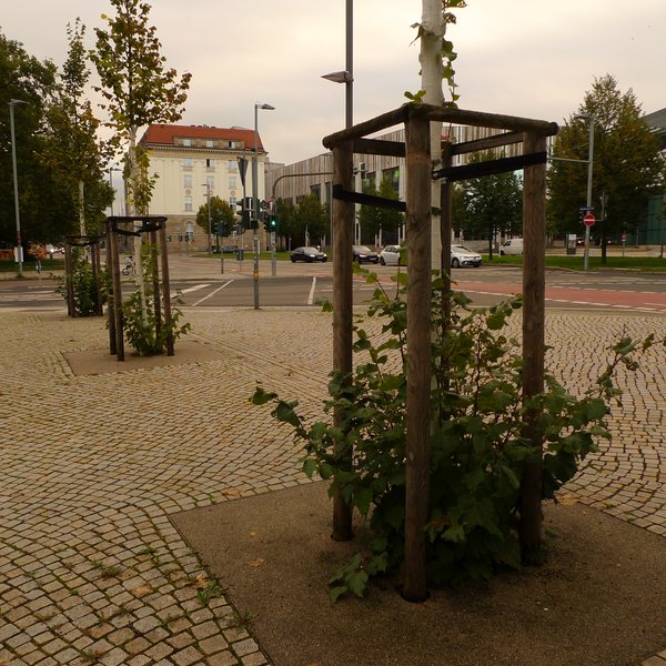 Andere Ansicht mit weiteren Bäumen.