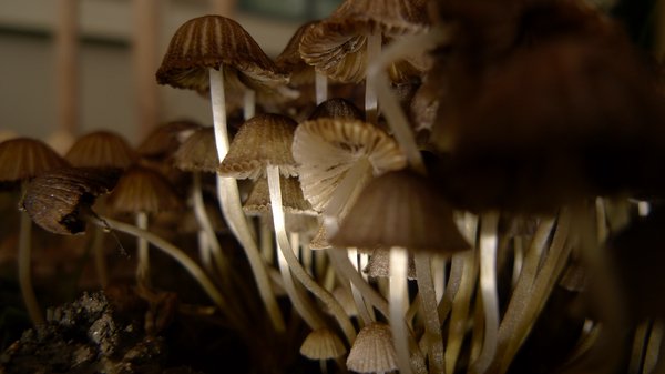 Makroaufnahme in ein "Feld" aus kleinen Pilzen, die von seitlich links mit der Taschenlampe angeleuchtet werden und sich dadurch gegen die gräuliche Umgebung des Vorgartens abheben.