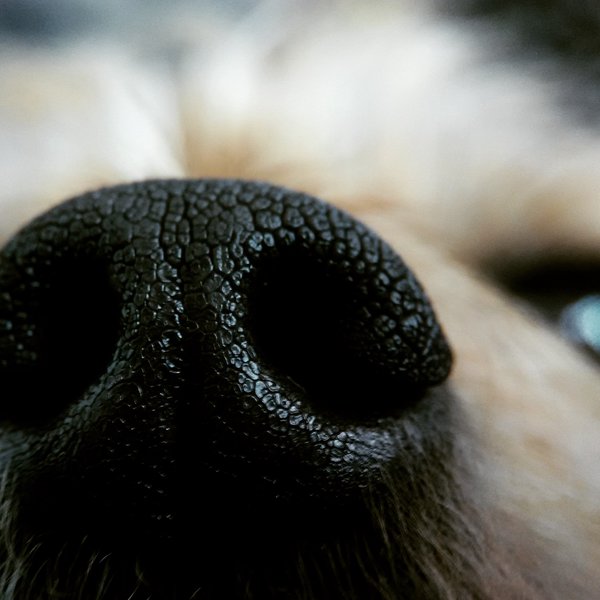 Spike's Nase, frontal, der Hund schaut im Hintergrund unscharf zum Fotografen hinauf.