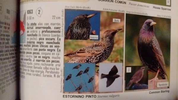 Foto de libro de aves donde se describe a la especie estornino pinto. Se muestran fotografías del ave en época de reproducción, juvenil, otoño, invierno. Su nombre científico es Sturnus vulgaris y es una especie exótica proveniente de Eurasia y del norte de África.
