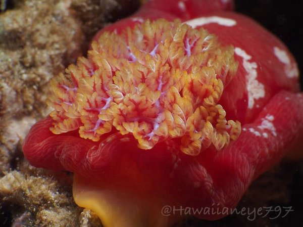 A large red sea slug, the length of a finger and two fingers in breadth, crawls over an ocean reef. Its rear end is shown covered by its yellowish gills.