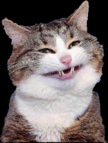 :catte: