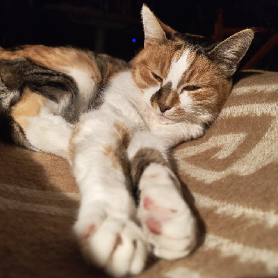 alikatze