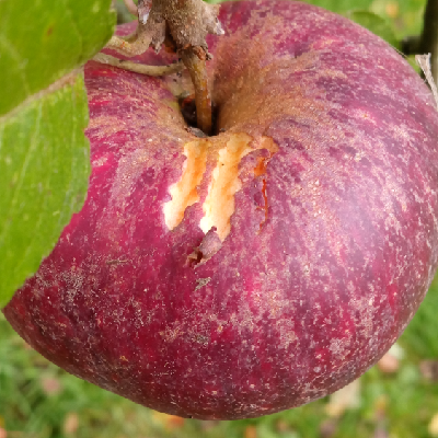 zimbi