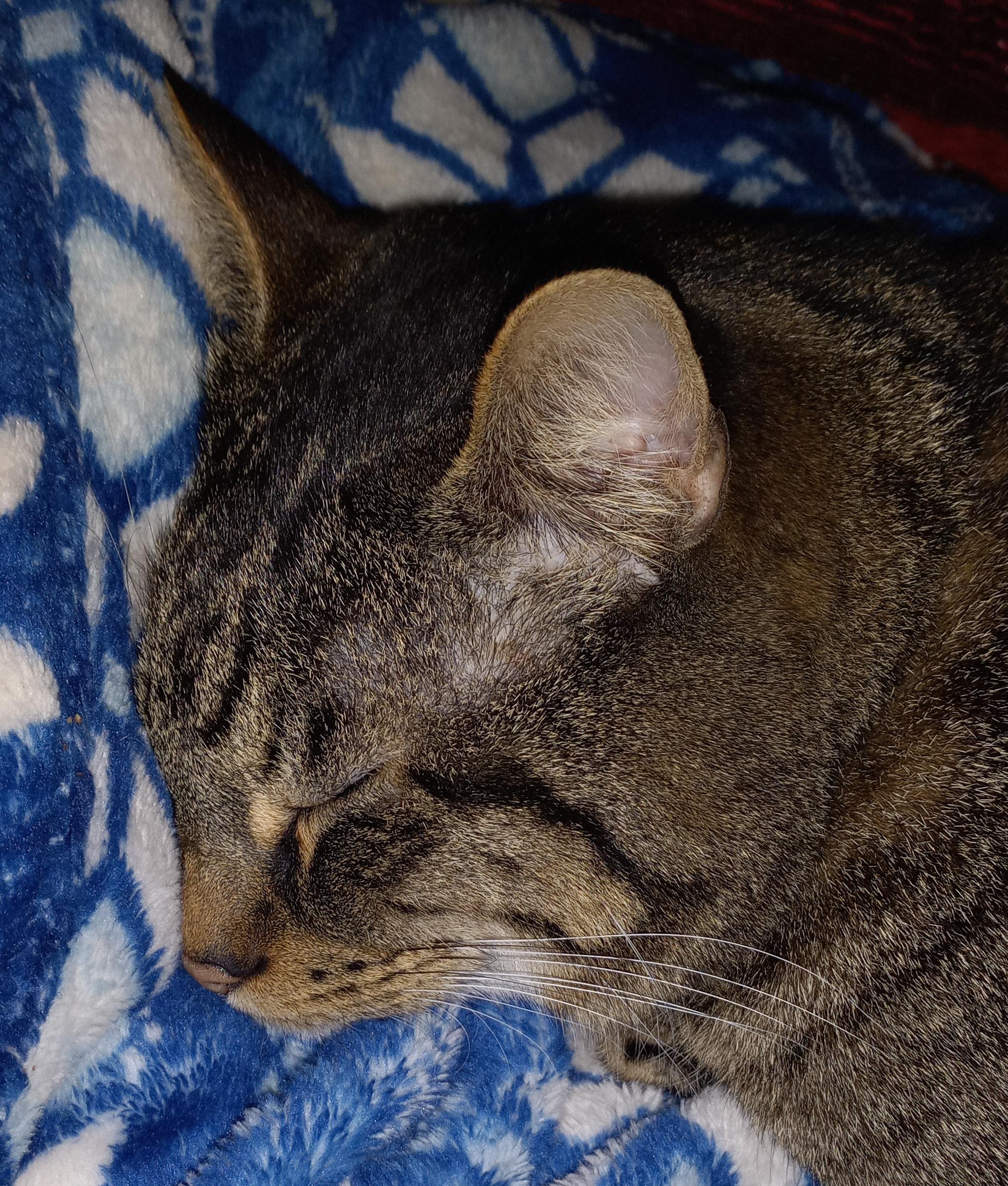 cat