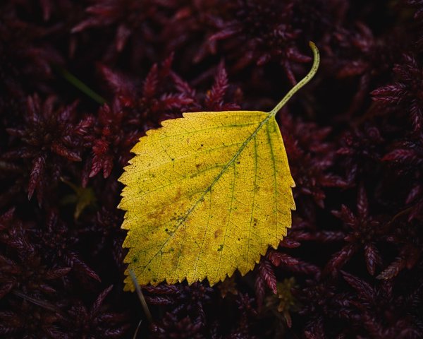 A close up photograph of a bright yellow birch leaf, with still green veins, which is lying on a bed of deep purple moss.

The stem of the leaf points to the upper right corner and forms a diagonal through the image together with the central vain of the leaf.

The purple moss fills the rest of the frame around the leaf.
