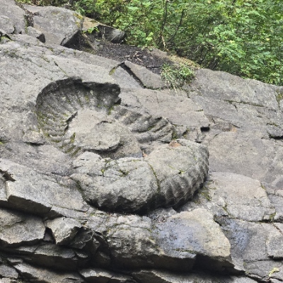 fossilfriend