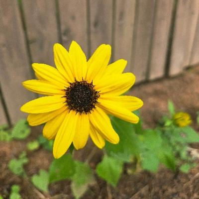 bookofsunflowers